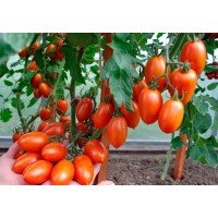 Medium-fruited tomato seeds Flame F1 10 seeds