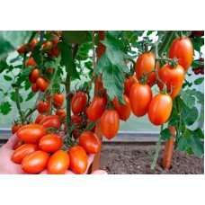 Medium-fruited tomato seeds Flame F1 10 seeds