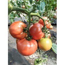 Seeds of medium-fruited tomato Polis F1 10 seeds