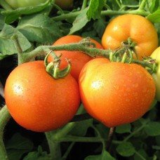 Seeds of medium-fruited tomato Primadonna F1 10 seeds