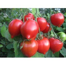 Medium-fruited tomato seeds Rostik red F1 10 seeds