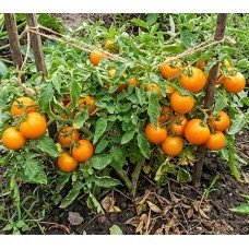 Seeds of medium-fruited tomato Rostik golden F1 10 seeds