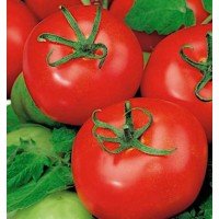Seeds of medium-fruited tomato Sabala 15 seeds