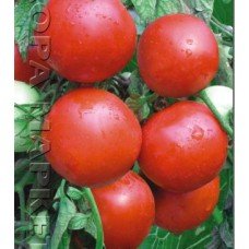 Seeds of medium-fruited tomato Snegurochka 30 seeds