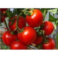 Seeds of medium-fruited tomato Sofa F1 10 seeds