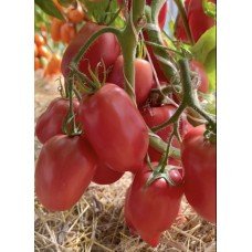 Seeds of medium-fruited tomato Suleiman F1 10 seeds