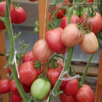 Seeds of medium-fruited tomato Sinbad F1 10 seeds