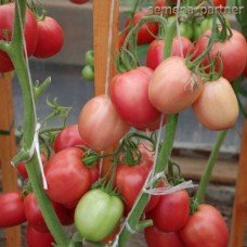 Seeds of medium-fruited tomato Sinbad F1 10 seeds