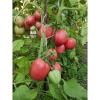 Seeds of medium-fruited tomato Sinbad F1 10 seeds