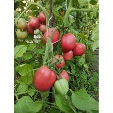 Seeds of medium-fruited tomato Sinbad F1 10 seeds