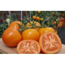 Seeds of medium-fruited tomato Favorite F1 10 seeds