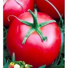 Seeds of medium-fruited tomato Chaika 30 seeds