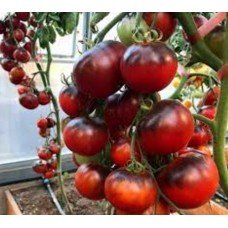 Medium-fruited tomato seeds Black Goddess 15 seeds