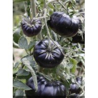 Medium-fruited tomato seeds Black Beauty 15 seeds