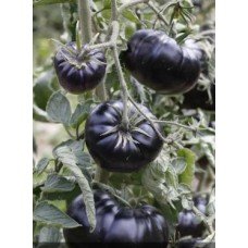 Medium-fruited tomato seeds Black Beauty 15 seeds