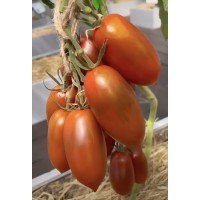 Seeds of medium-fruited tomato Black Raven F1 10 seeds