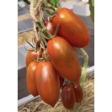 Seeds of medium-fruited tomato Black Raven F1 10 seeds