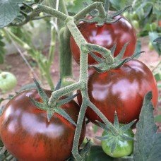 Medium-fruited tomato seeds Black delicacy F1 10 seeds