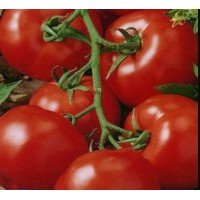 Medium-sized tomato seeds Ball 30 seeds