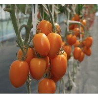 Seeds of medium-fruited tomato Shurim F1 10 seeds