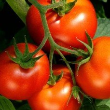 Seeds of medium-fruited tomato Yana 30 seeds
