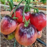Heart-shaped tomato seeds KAS-21 (KAS-21) 15 seeds