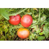 Heart-shaped tomato seeds Adam's heart 30 seeds
