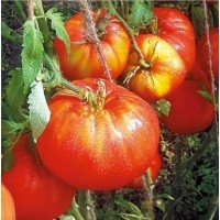 Heart-shaped tomato seeds Barsky 30 seeds