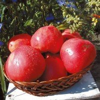 Heart-shaped tomato seeds Batyanya 15 seeds