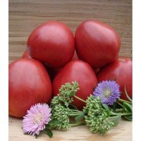 Heart-shaped tomato seeds Velmozha 15 seeds