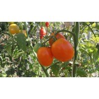 Heart-shaped tomato seeds Verna 30 seeds