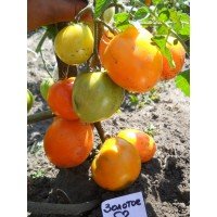 Heart-shaped tomato seeds Golden Heart 30 seeds