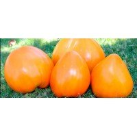 Heart-shaped tomato seeds Golden Casket 15 seeds