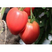 Heart-shaped tomato seeds King of London 15 seeds