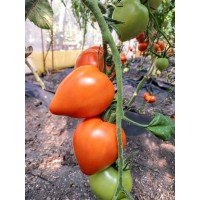 Heart-shaped tomato seeds Pastukh F1 10 seeds