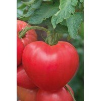 Heart-shaped tomato seeds Pridneprovsky heart-shaped 15 seeds