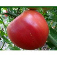Heart-shaped tomato seeds Pink gift 30 seeds