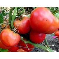 Heart-shaped tomato seeds Sugar head (Sugar head) 15 seeds