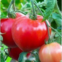 Heart-shaped tomato seeds Sevruga 30 seeds