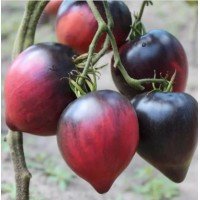 Heart-shaped tomato seeds Sgt Pepper's 15 seeds