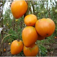 Heart-shaped tomato seeds Heart of Ashgabat 30 seeds