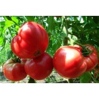 Heart-shaped tomato seeds Taiwan German (Taiwan German) 15 seeds