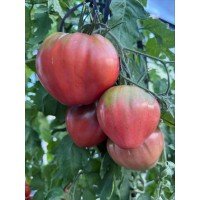 Heart-shaped tomato seeds Tundra (Tundra) 15 seeds