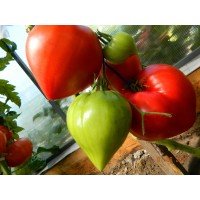 Heart-shaped tomato seeds Vater Rein 30 seeds