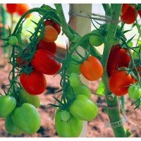 Heart-shaped tomato seeds Spinel F1 10 seeds